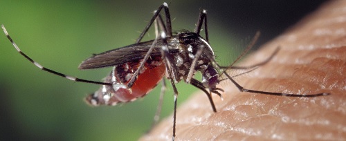 Комар распространитель лихорадки Зика