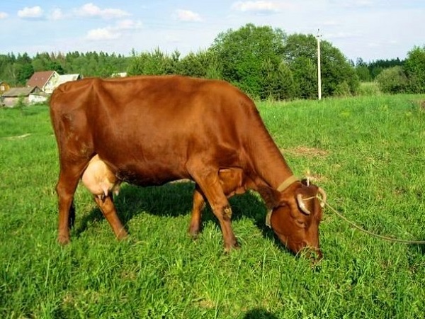 Датская рыжая корова