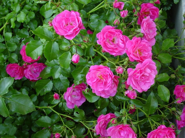 Цветы шиповника розовые