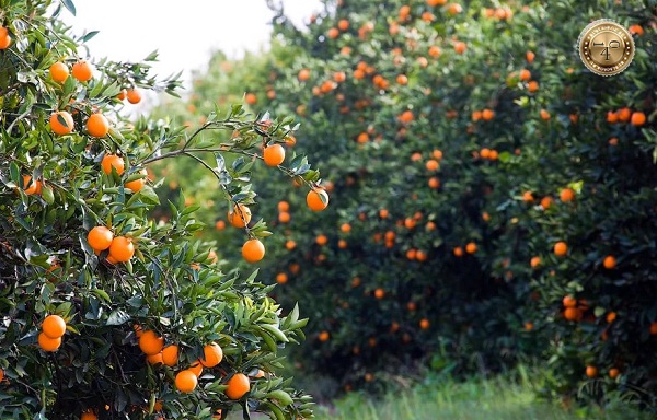 апельсиновый сад