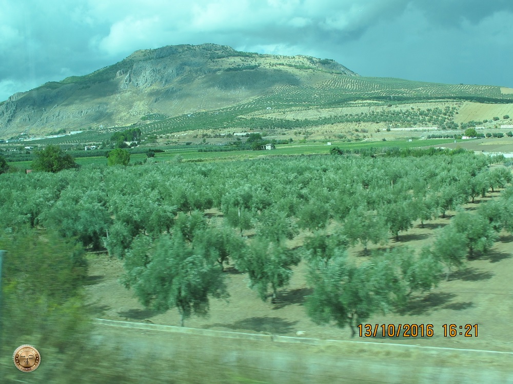 Оливковые деревья и горы на юге Испании