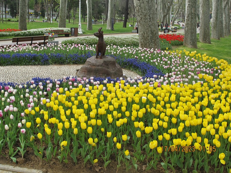 Тюльпаны в парке Гюльхане