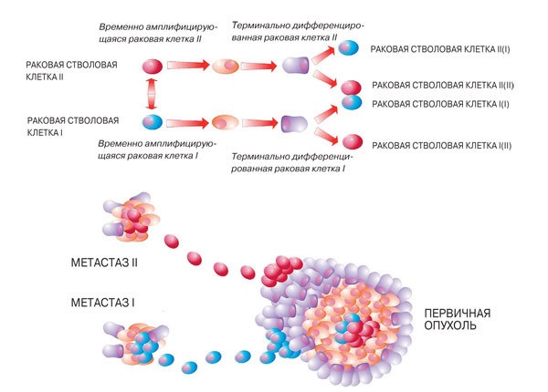 Схема механизмов гетерогенности раковых клеток