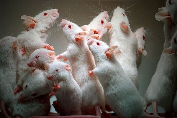 Крысы для опытов
