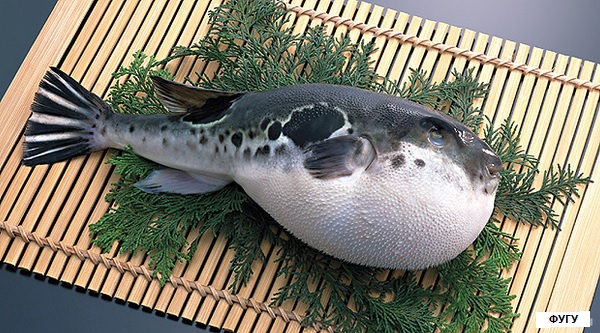 Экзотическая рыба Фугу