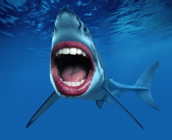 Зубы акульи