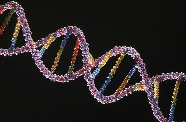 Модель цепочки ДНК