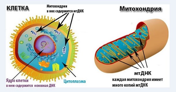 Митохондринальный ДНК
