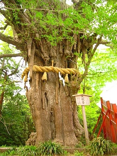 Легендарное дерево Гинкго