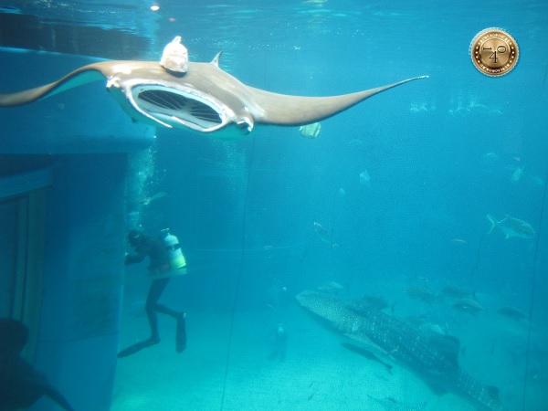 Аквалангист со скатом и акулой