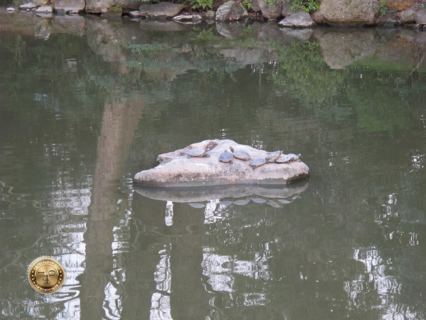 Черепахи на пруду