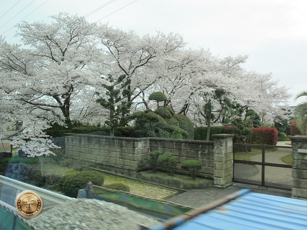 Цветущие сакуры по пути в Нару