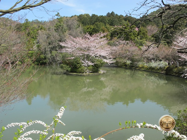 Сакура на озере