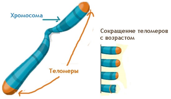 Теломеры ДНК человека 