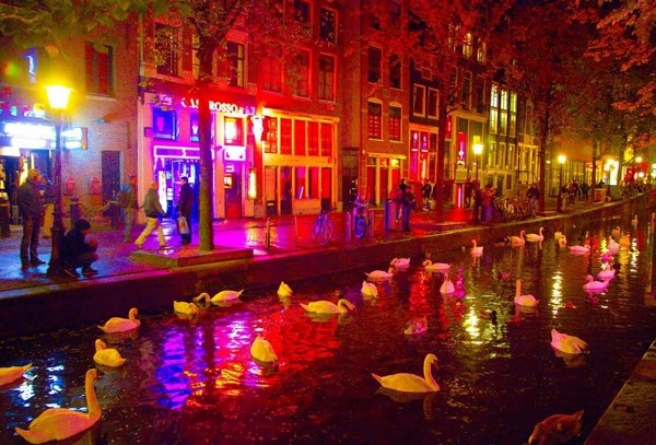 Лебеди на канале в Амстердаме