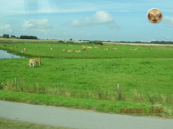 Датские коровы