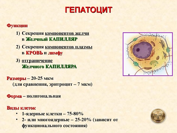 гепатоцит