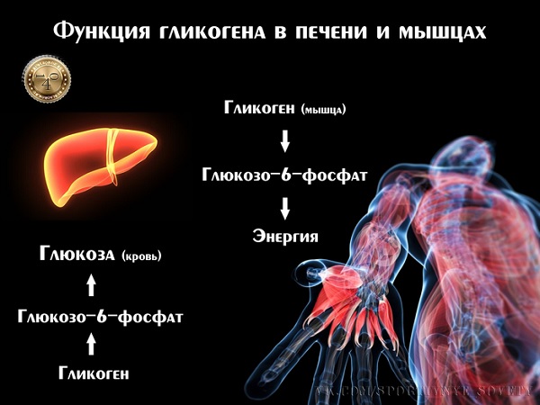 гликоген в мышцах