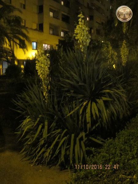 дерево у гостиницы "Pasarela" в Севилье