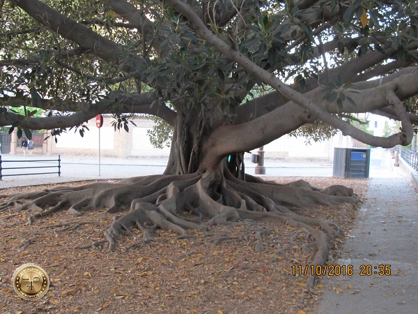 чудо-дерево в Севилье