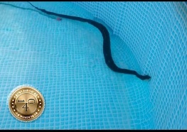 змея в бассейне
