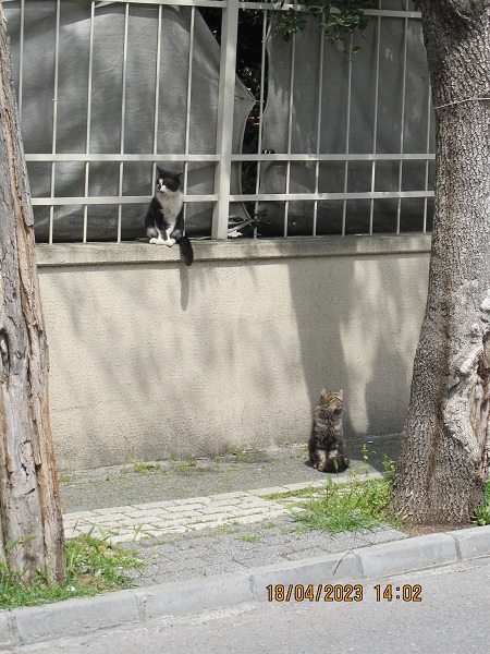 Коты Троцкого